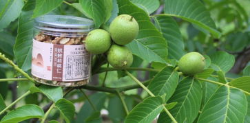清水農(nóng)發(fā)丨清水縣農(nóng)發(fā)公司啟動全城農(nóng)產(chǎn)品收購服務