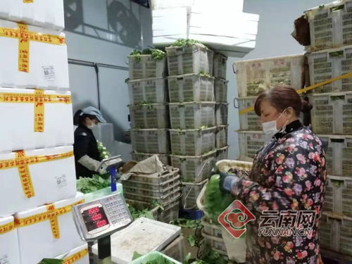 云南首批捐贈農(nóng)產(chǎn)品88噸發(fā)往武漢 助力湖北抗擊疫情